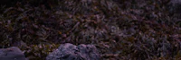 a black and white image of rocks and seaweed