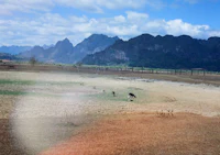 a group of giraffes grazing in a field